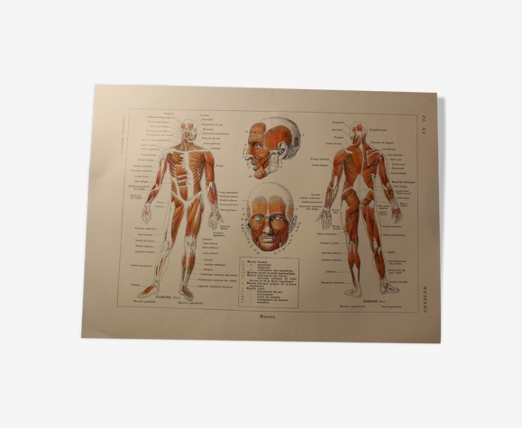 Planche médicale anatomie muscles