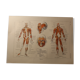 Medical board - anatomy - Muscles