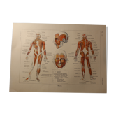 Planche médicale anatomie muscles