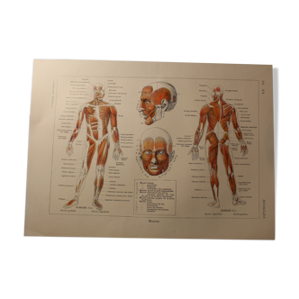 Medical board - anatomy - Muscles