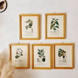 Lot de 5 cadres gravures botaniques ancienne