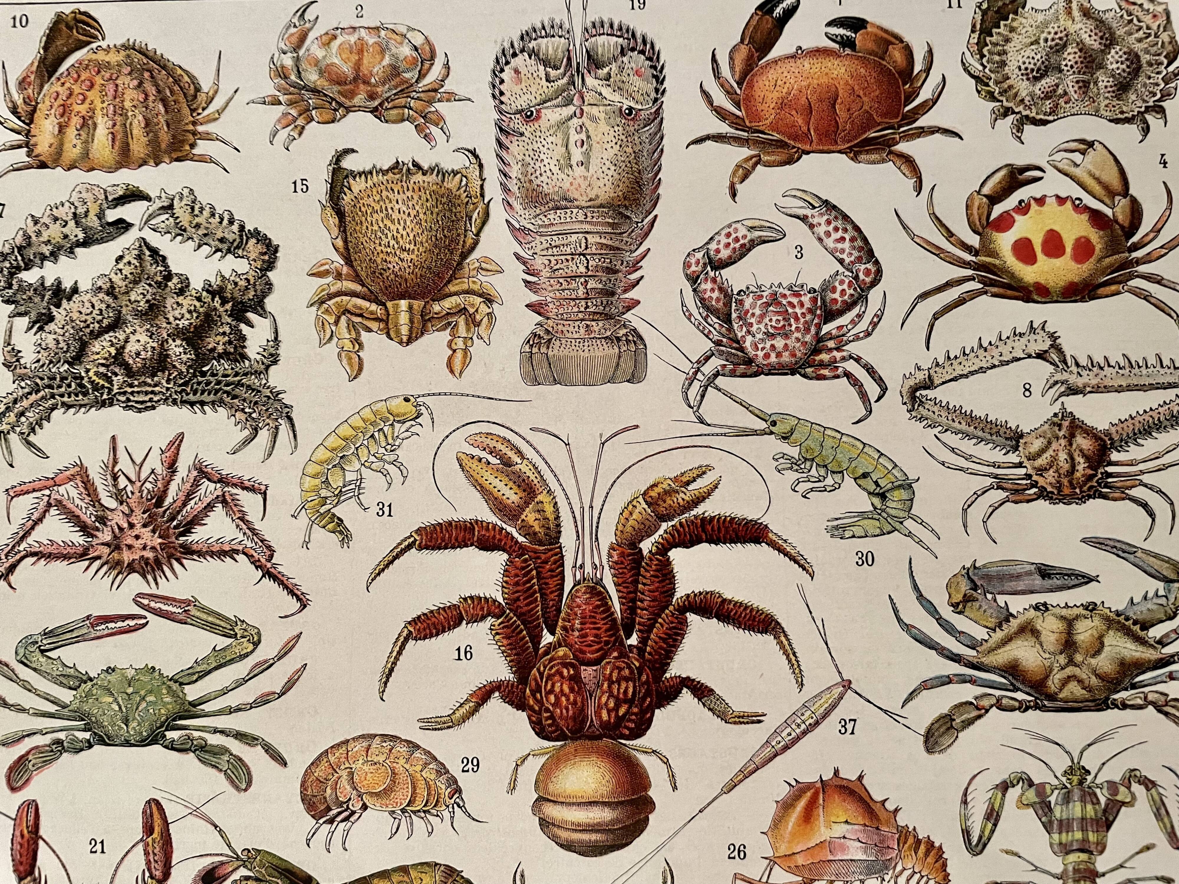 Lithograph on crustaceans - 1930