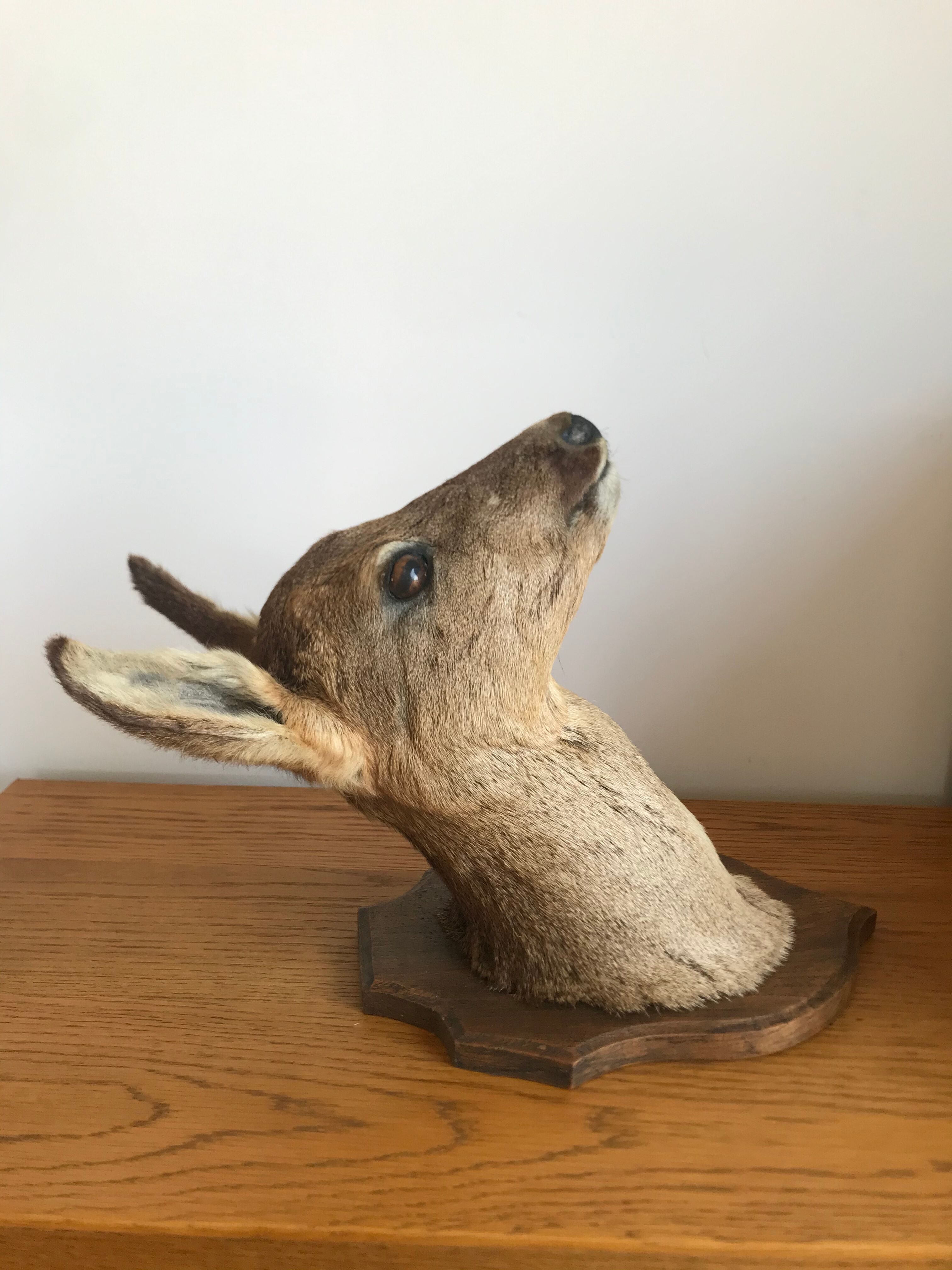 Taxidermy deer head
