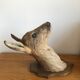 Taxidermy deer head