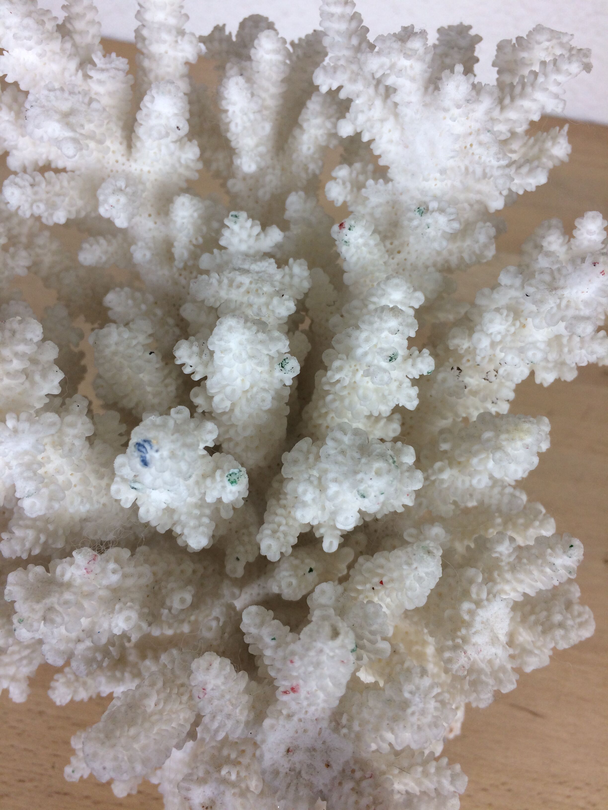 Natural ancient white coral 20 cm