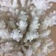 Natural ancient white coral 20 cm