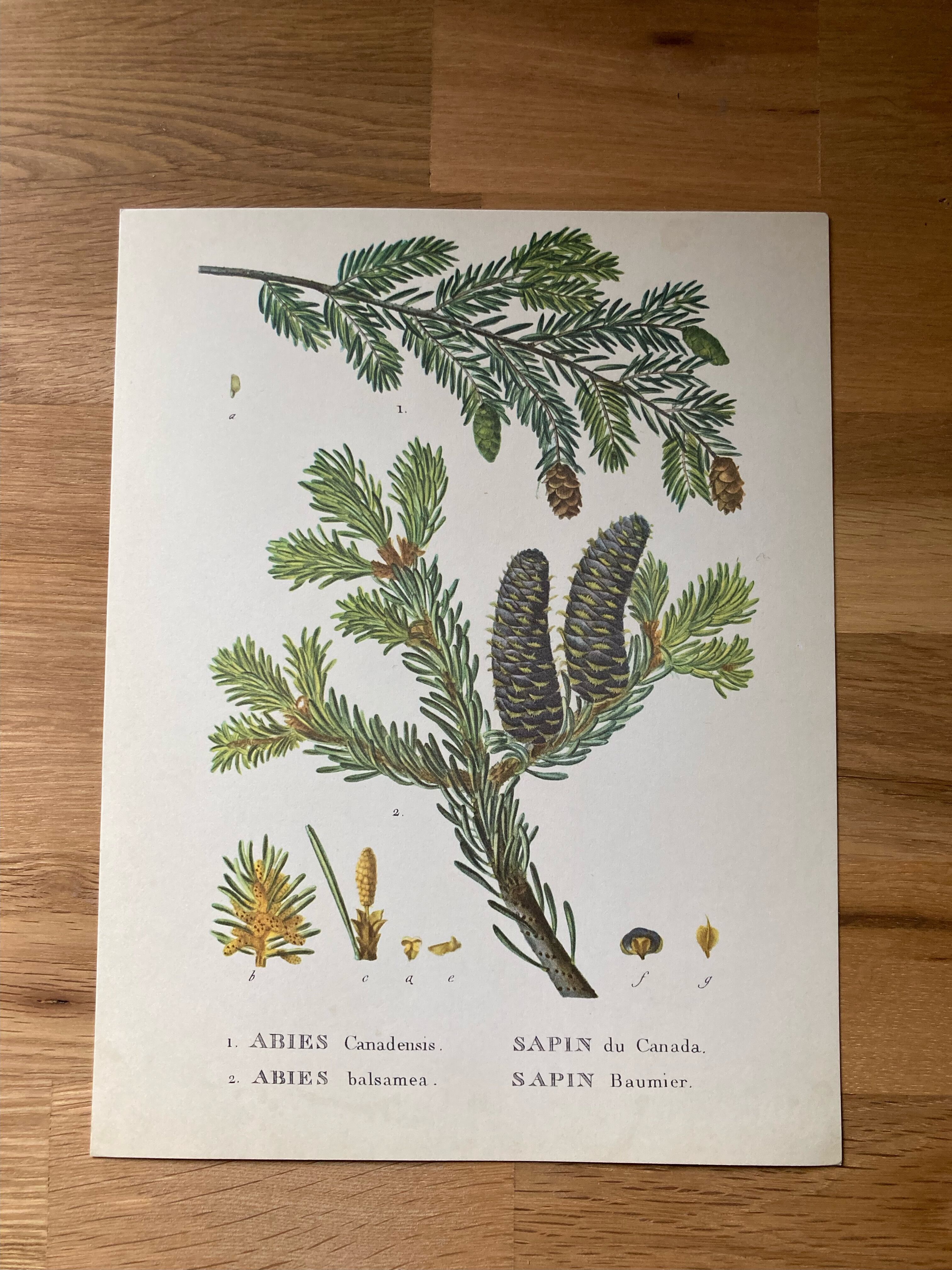 botanical poster the sapinette and balsam of Canada