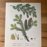 botanical poster the sapinette and balsam of Canada