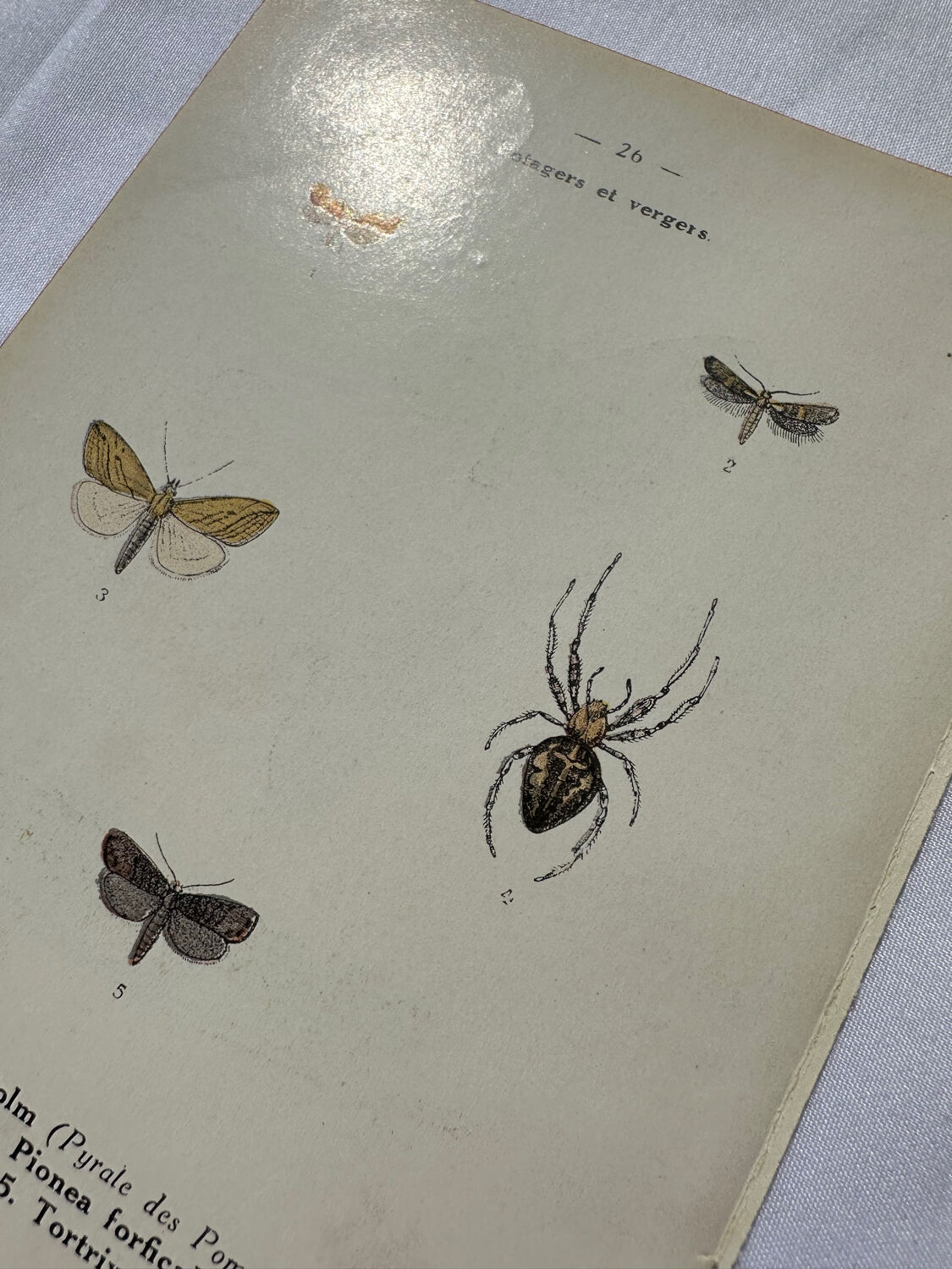 Botanical plate Naturalist engraving old butterfly double-sided
