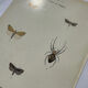 Botanical plate Naturalist engraving old butterfly double-sided