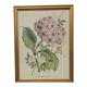 Botanical engraving
