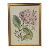 Botanical engraving