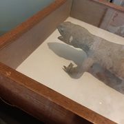 naturalized tail-whip lizard