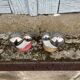 Antique porcelain salt and pepper shaker with mushrooms