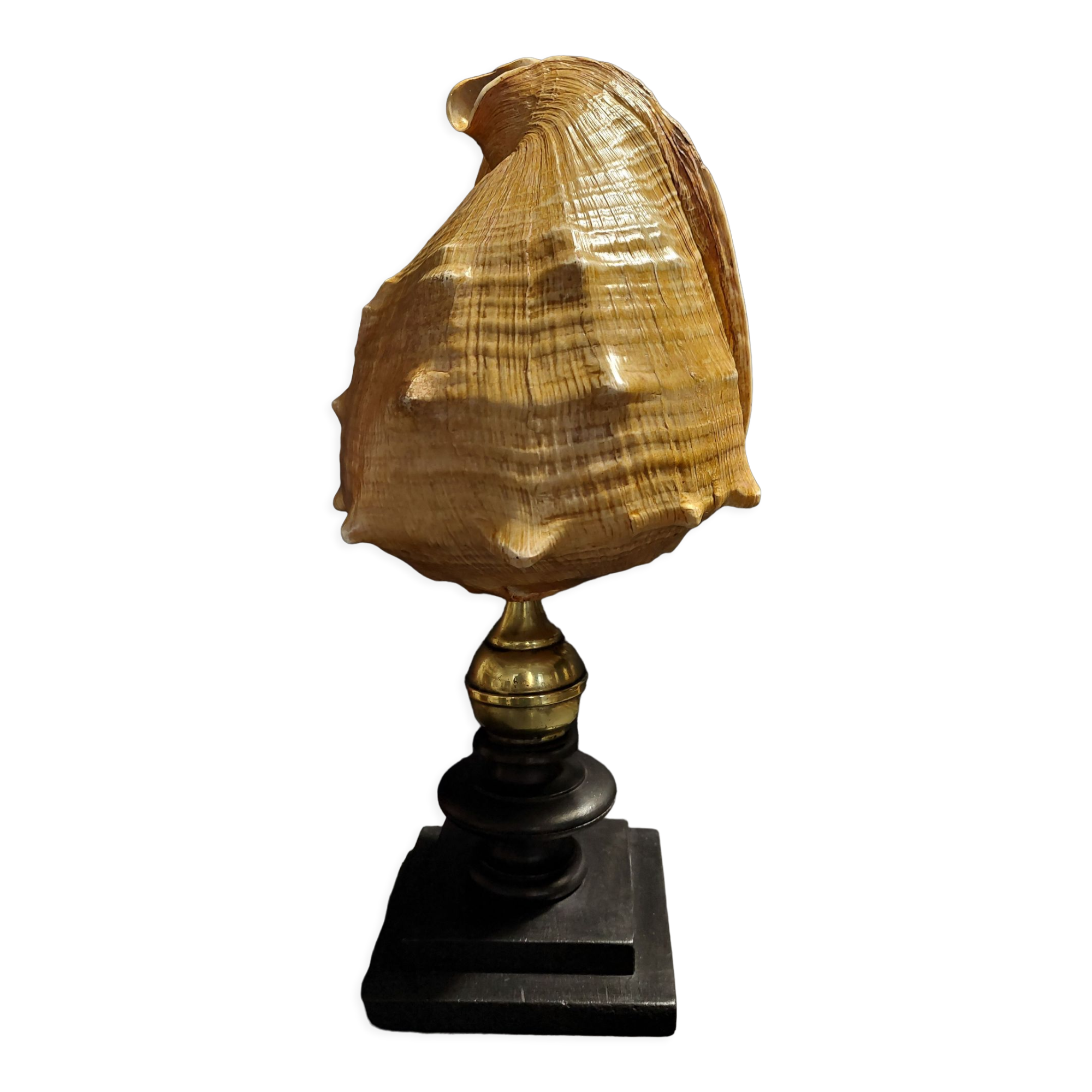 Cabinet of Curiosities shell blackcurrant cornuta on base