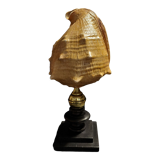 Cabinet of Curiosities shell blackcurrant cornuta on base