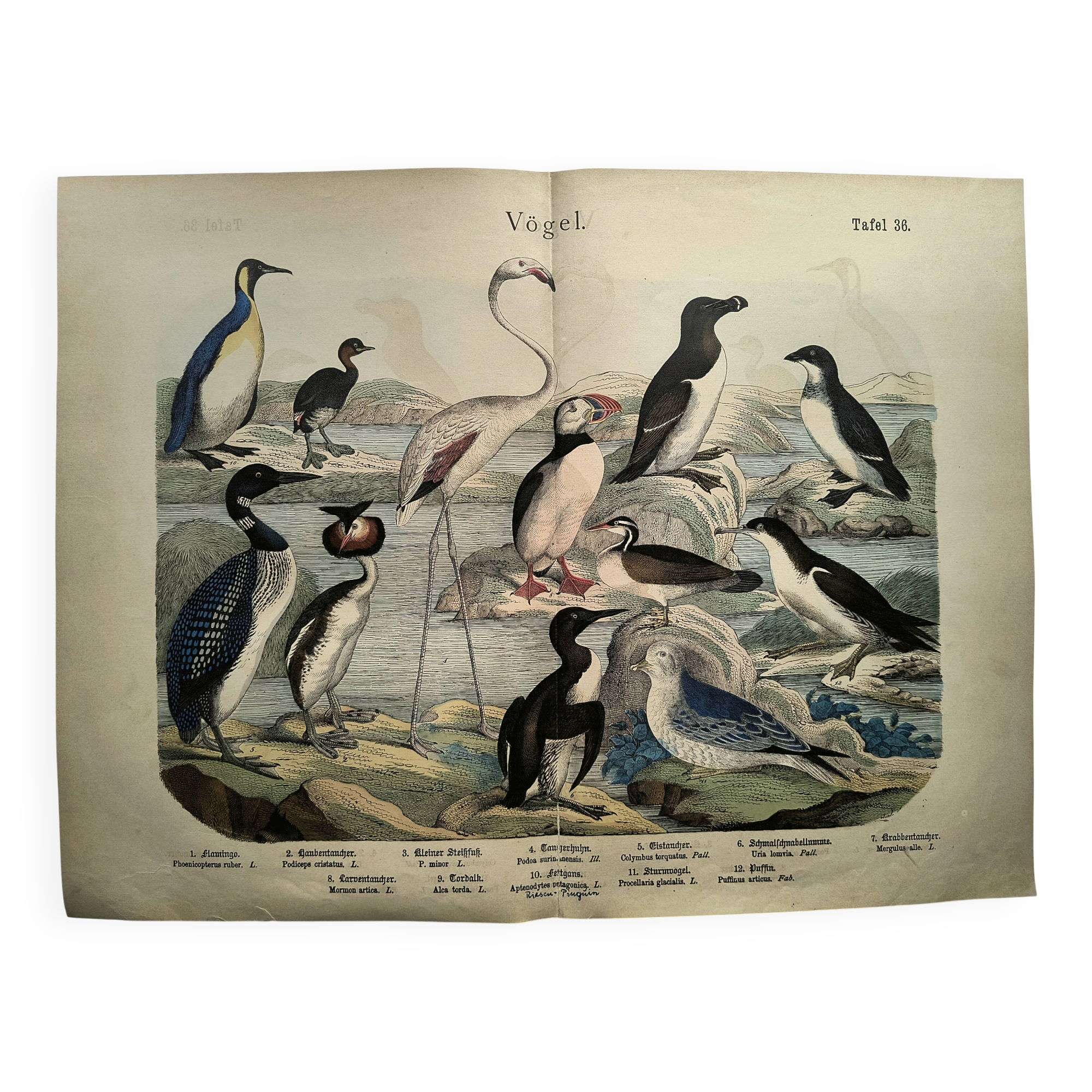 Engraving from 1886. Seabirds. Antique lithograph.
