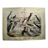 Gravure de 1886. Oiseaux Marins. Lithographie ancienne