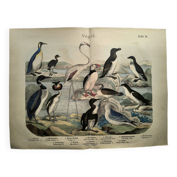 Engraving from 1886. Seabirds. Antique lithograph.