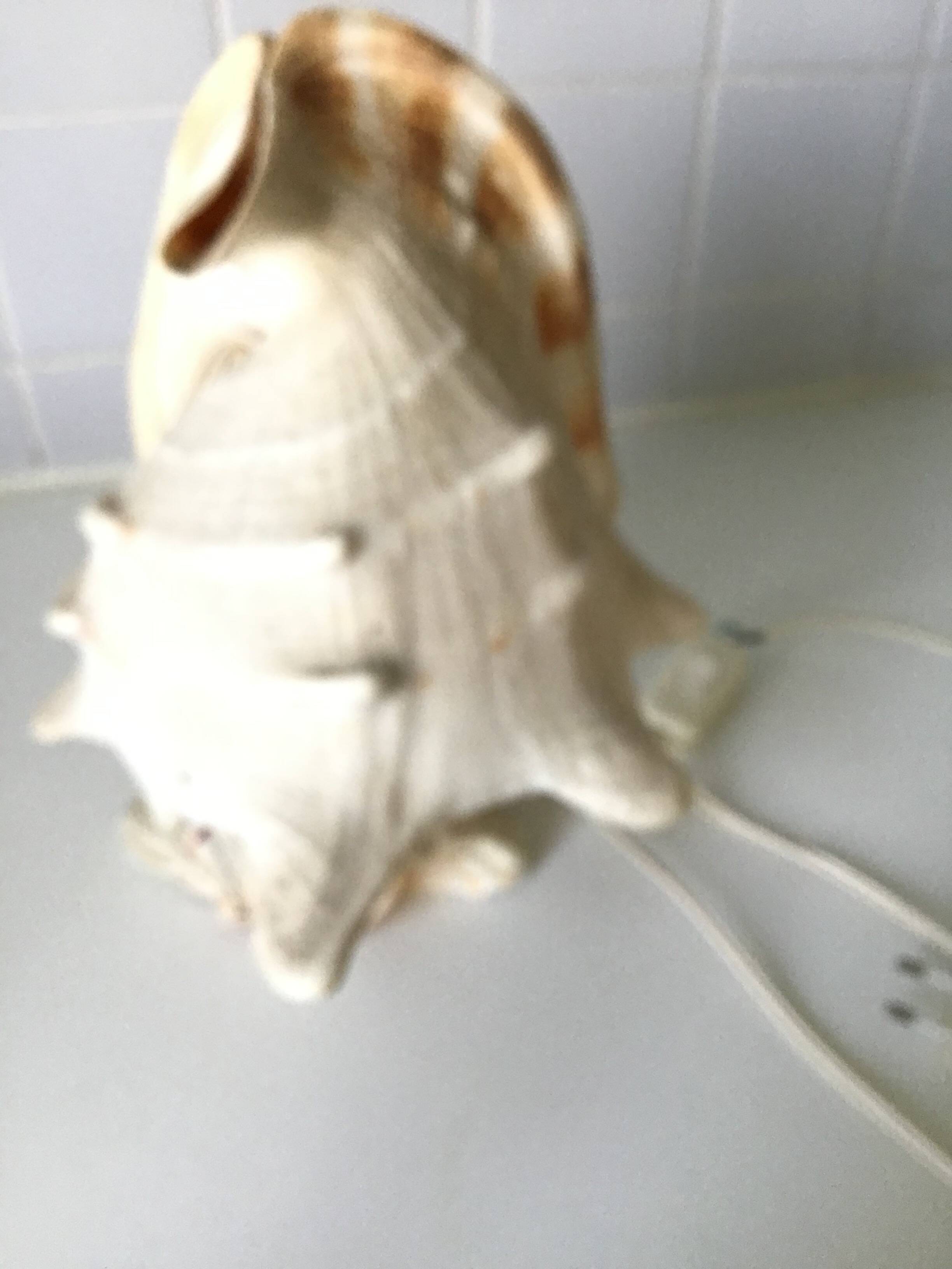 Vintage shell bedside lamp