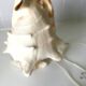 Vintage shell bedside lamp