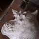 Very beautiful pinkish interior seashell.