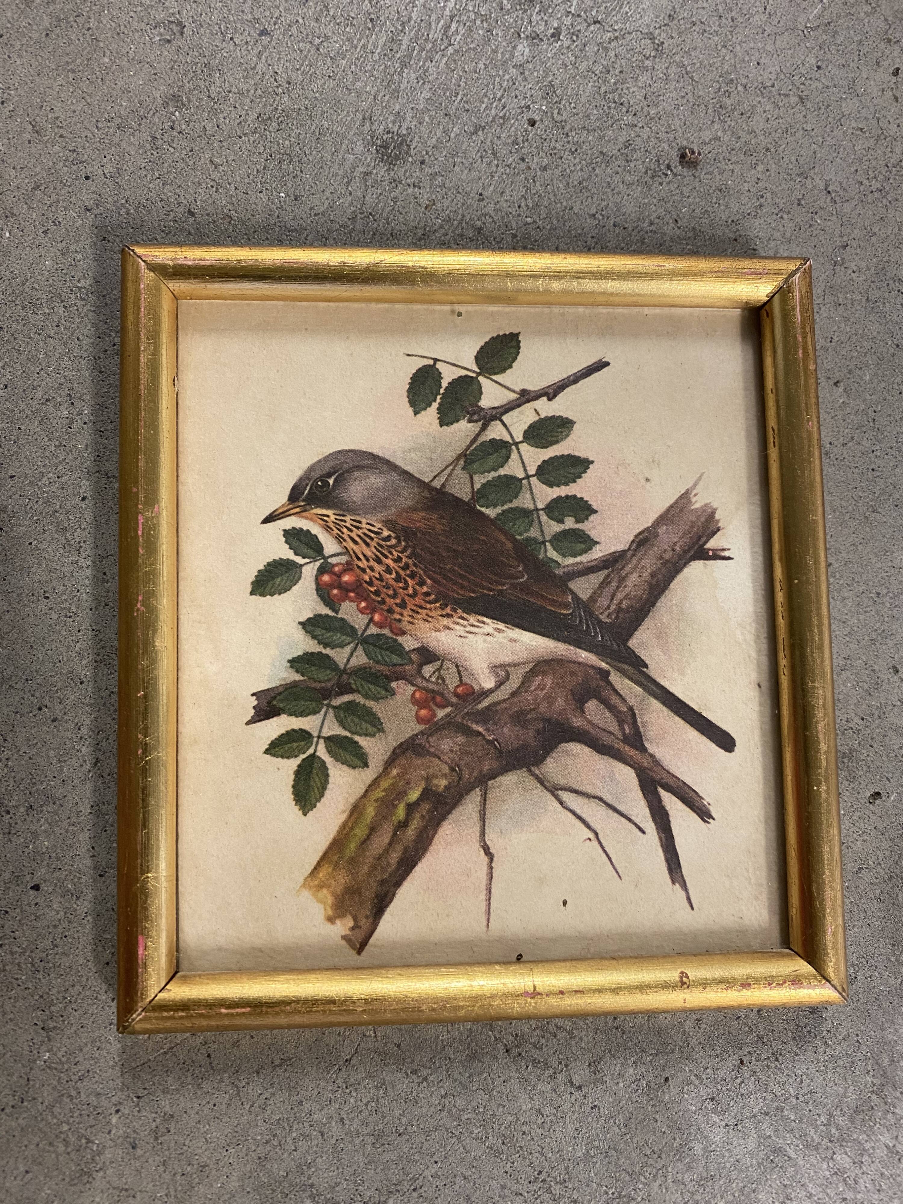 Bird paintings