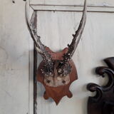 Set of 5 trophies horns
