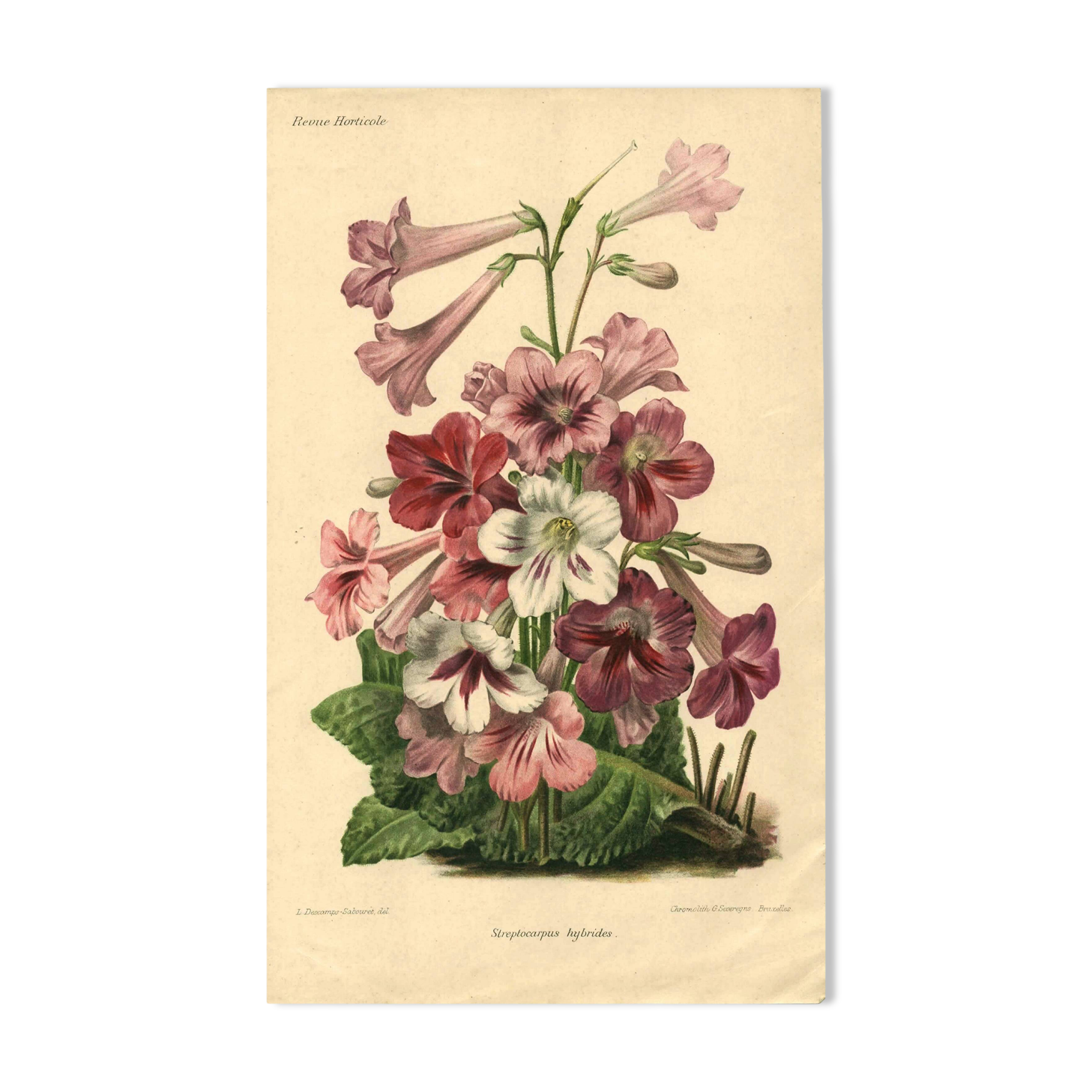 Botanical engraving from 1896 by Descamps-Sabouret • Streptocarpus hybrids • Old lithograph