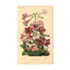 Botanical engraving from 1896 by Descamps-Sabouret • Streptocarpus hybrids • Old lithograph