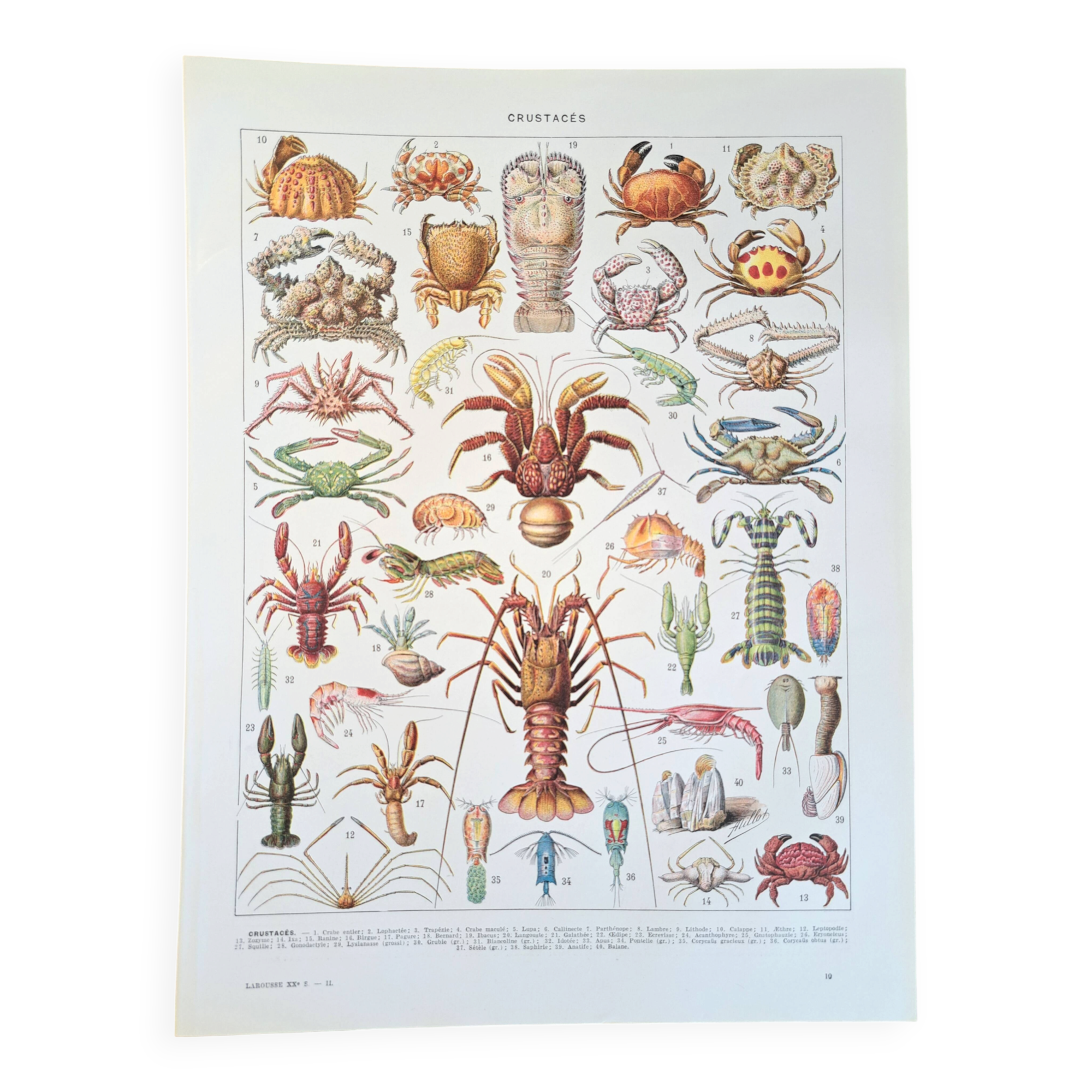 Old naturalist plate "Crustaceans" – 1930 – Larousse