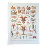 Ancienne planche naturaliste « Crustacés » – 1930 – Larousse