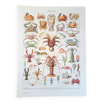 Old naturalist plate "Crustaceans" – 1930 – Larousse