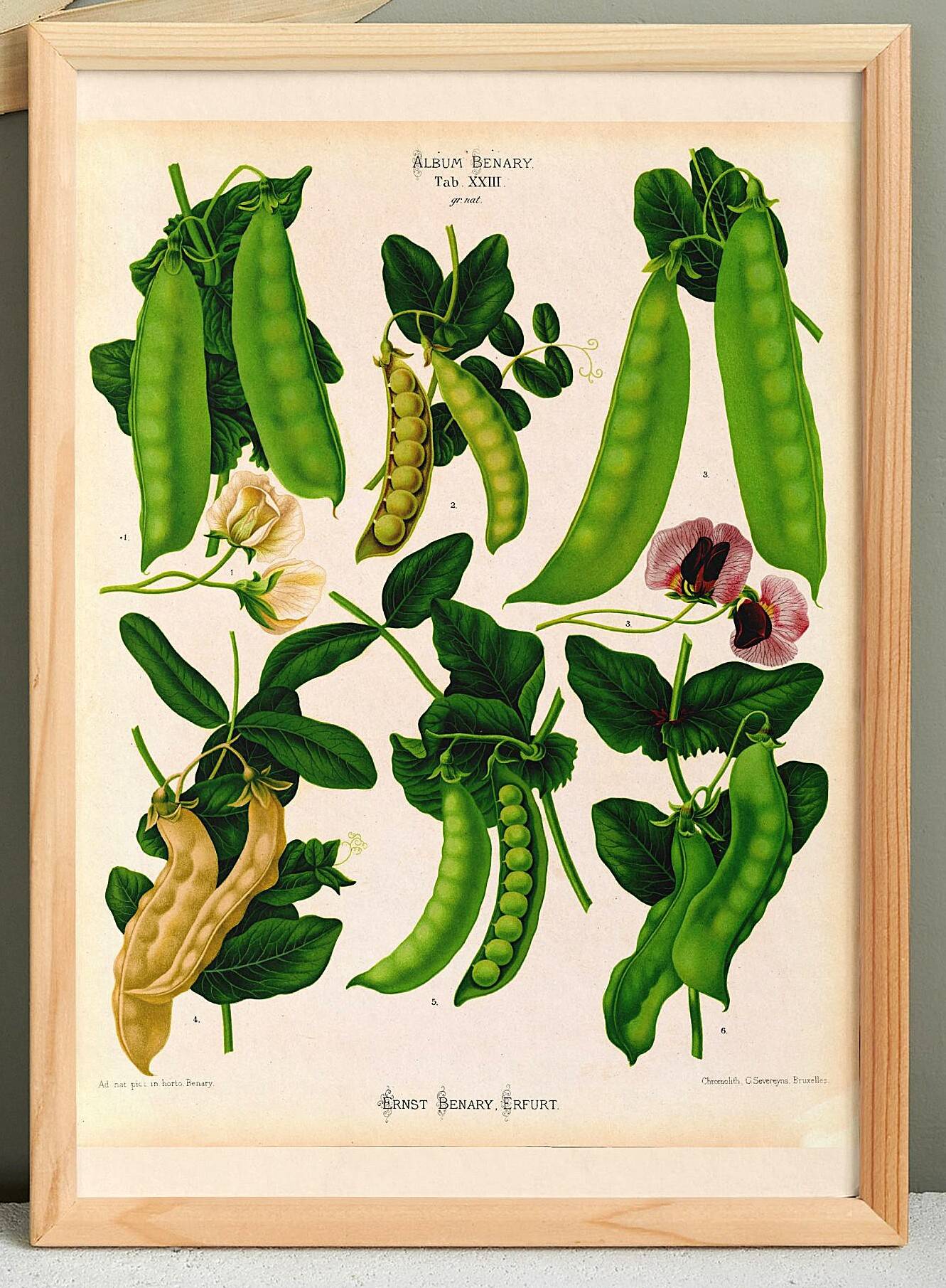 Affiche sur "les pois comestibles à cosses", d’après une gravure de 1886
