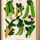 Affiche sur "les pois comestibles à cosses", d’après une gravure de 1886