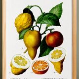 Poster about a lemon tree, based on an old engraving from 1802