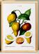 Affiche sur le citronnier, d’après une gravure ancienne de 1802