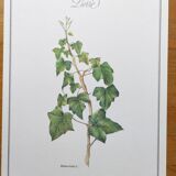 Botanical board -Ivy- Illustration of medicinal plants