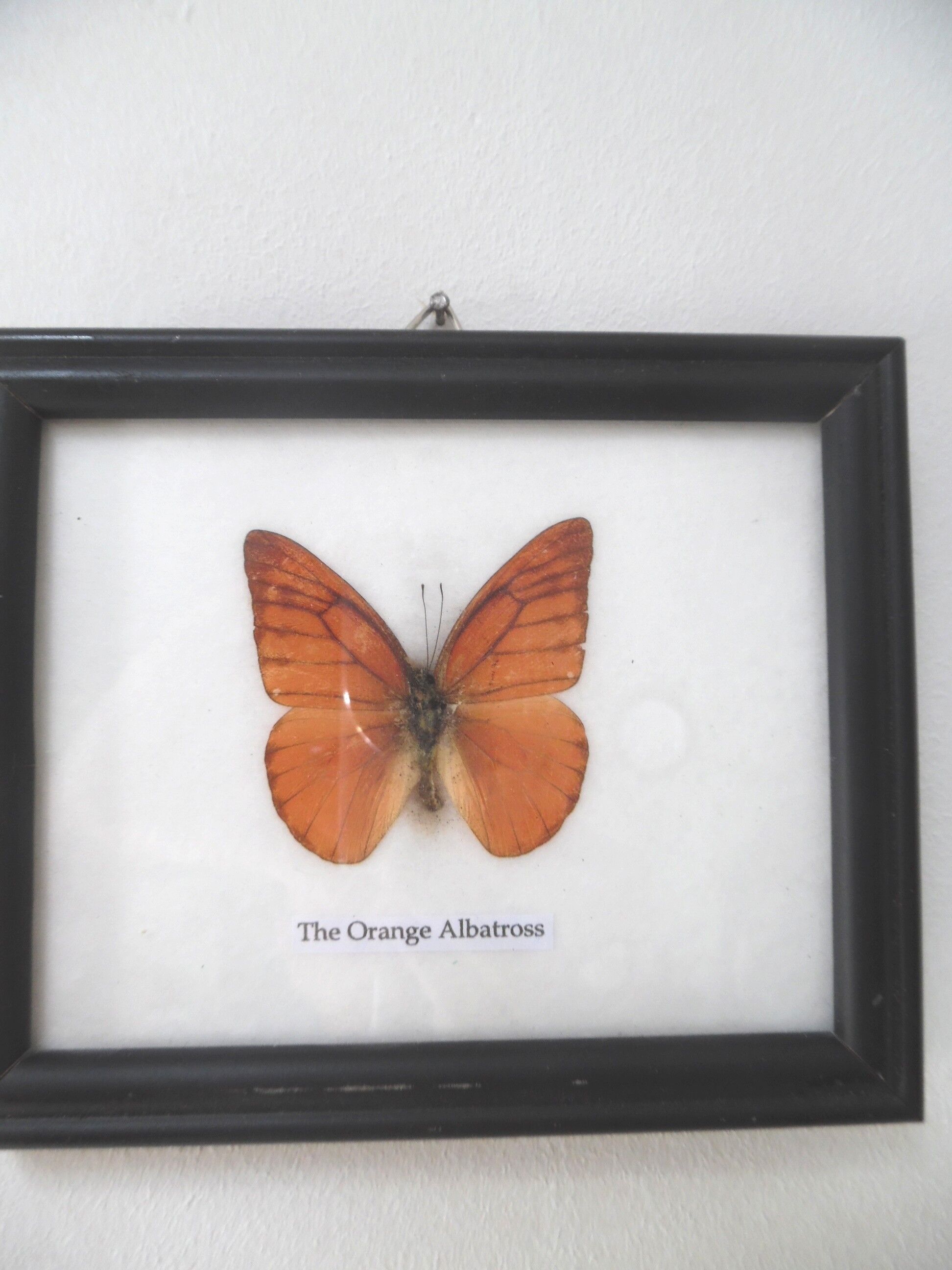 Frames mounted butterflies