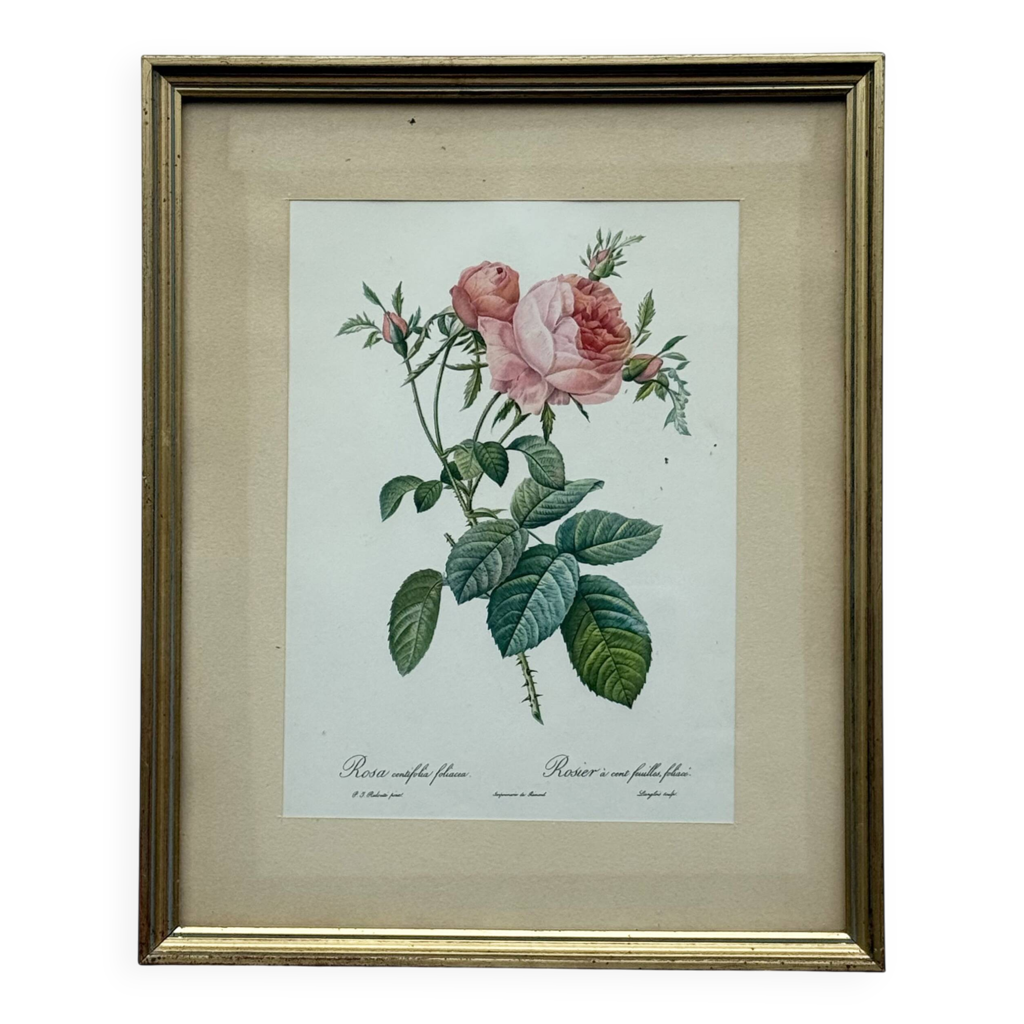 Floral illustration