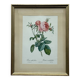 Floral illustration