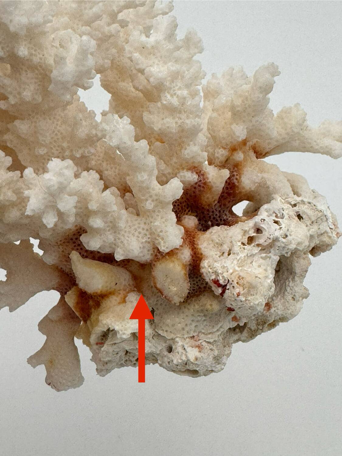 Old white natural coral - 1970s
