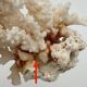 Old white natural coral - 1970s