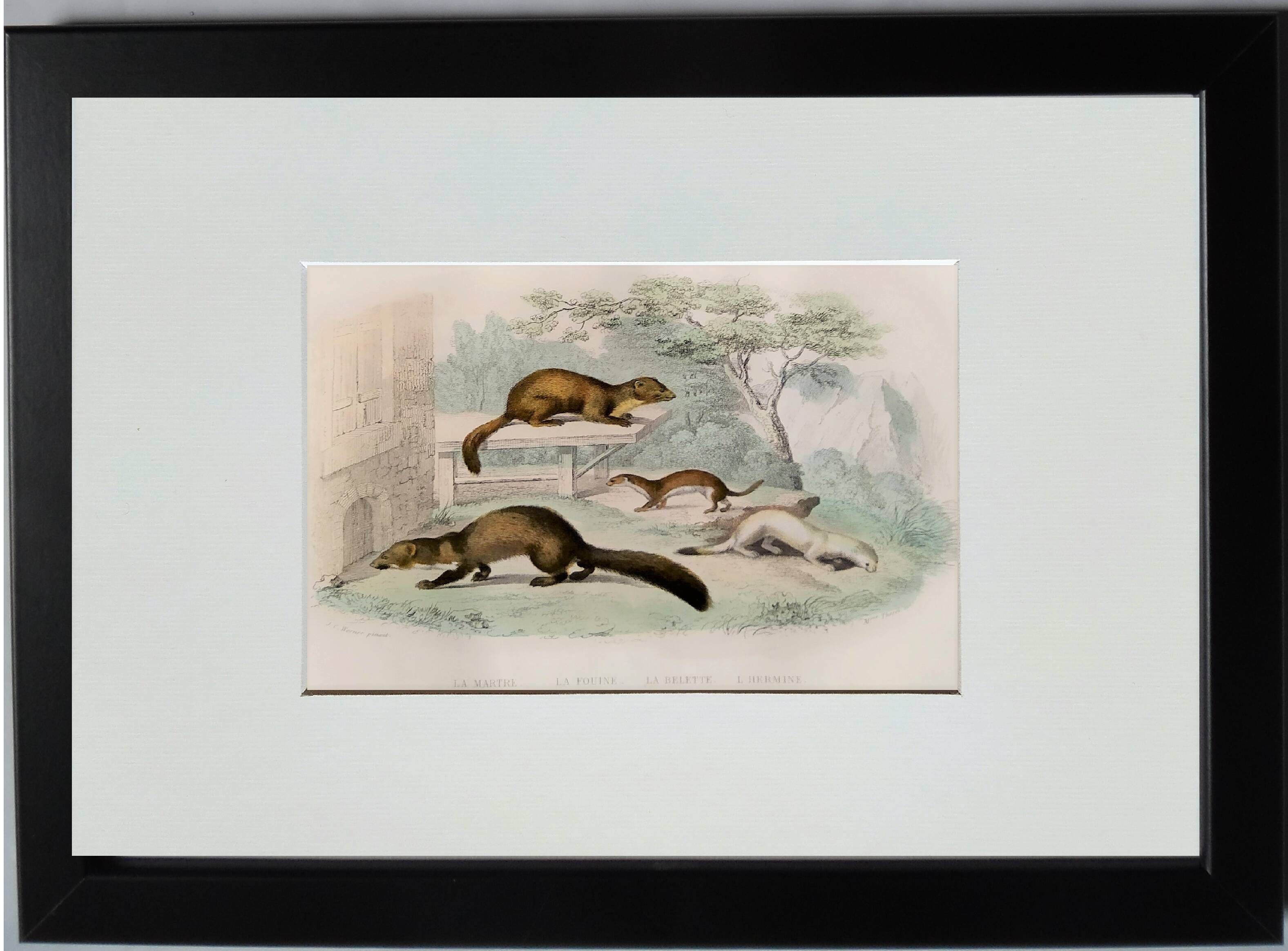 Original zoological plate "Marten, Marten, Weasel, Ermine" - Buffon 1840