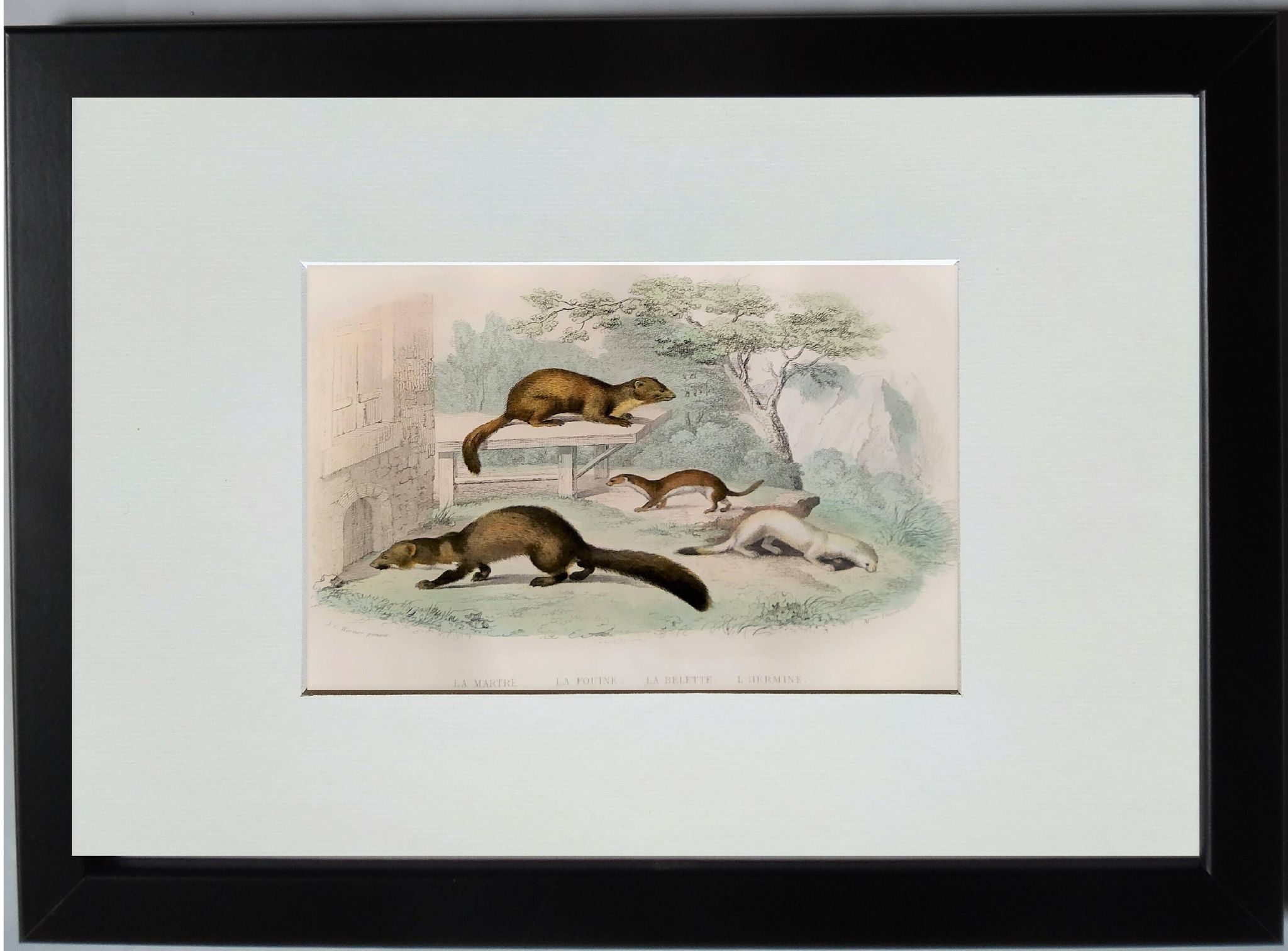 Original zoological plate "Marten, Marten, Weasel, Ermine" - Buffon 1840