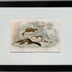 Original zoological plate "Marten, Marten, Weasel, Ermine" - Buffon 1840