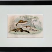 Original zoological plate "Marten, Marten, Weasel, Ermine" - Buffon 1840