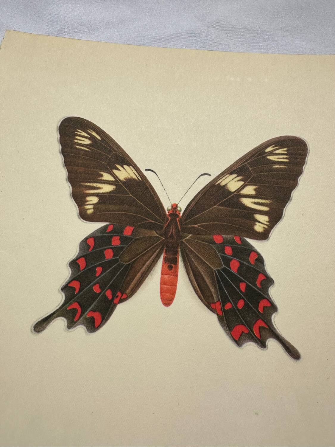 Naturalist engraving butterfly old botanical plate naturalist etching