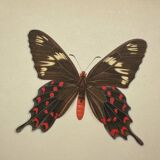 Naturalist engraving butterfly old botanical plate naturalist etching