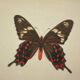 Naturalist engraving of an old butterfly botanical plate etching naturalist